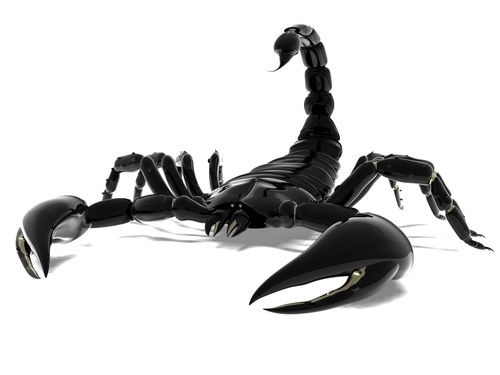 Tampa Bay QB Austin Allen: The Scorpion